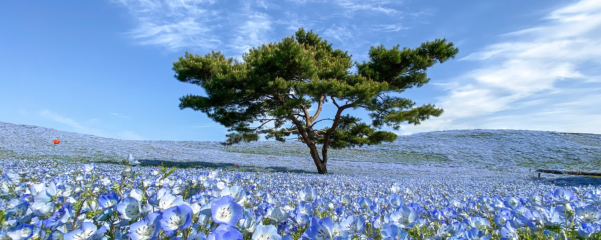 株式会社ライズコーポレーション